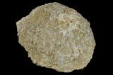 Silurain Fossil Sponge (Astraeospongia) - Tennessee #174245-1